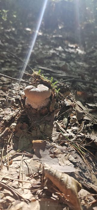 Świeże prawdziwki / borowiki- mrożone i suszone również!