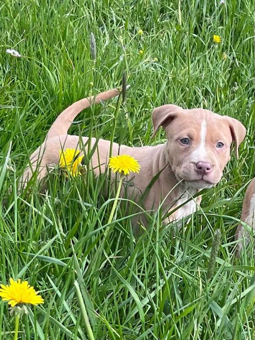 Suczka amstaff suczka