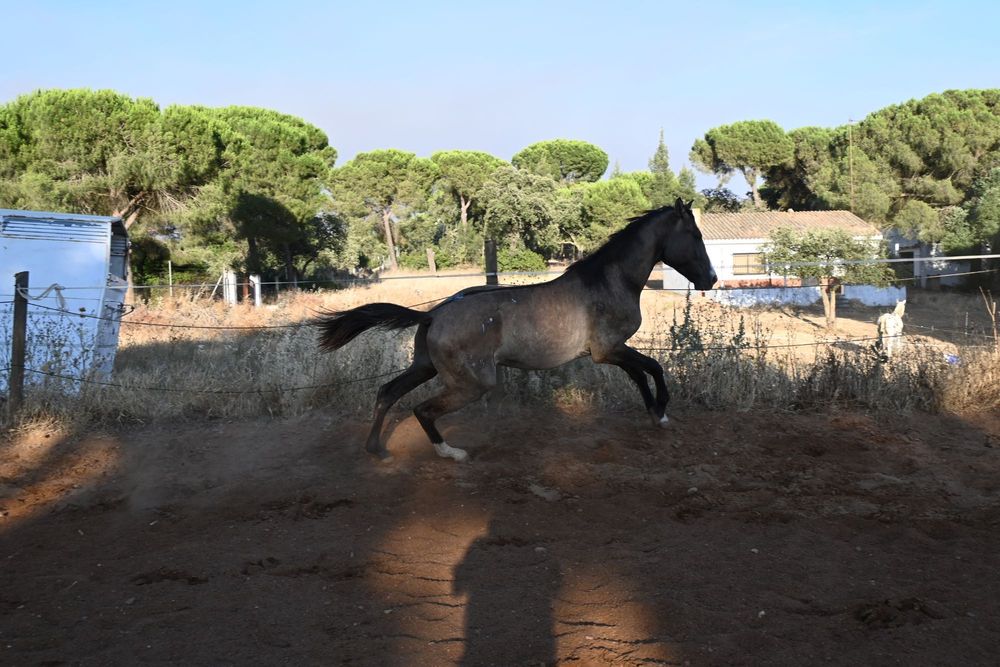 Poldro lusitano con 3 anos