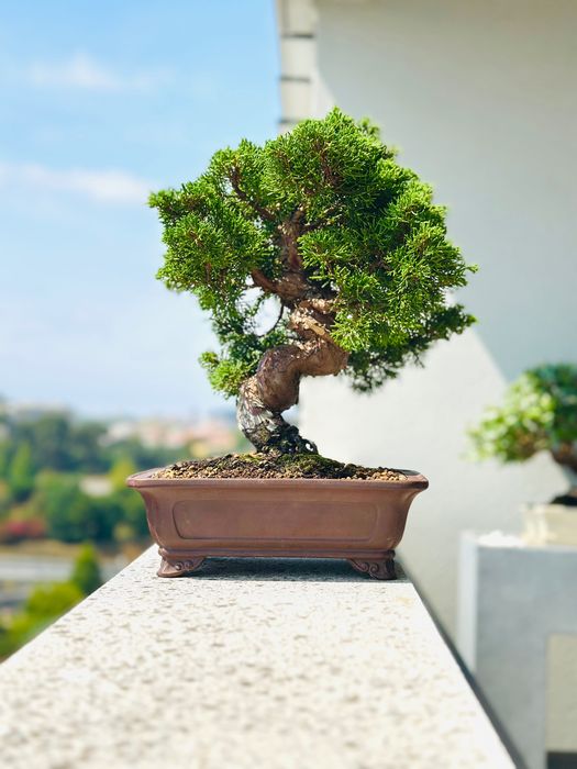 Bonsai Juniperus Itoigawa, 27 anos, do Japão