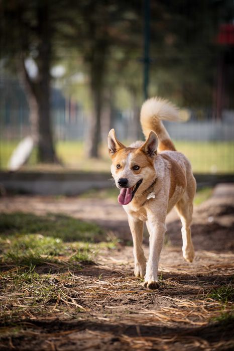 Bingo do adopcji! Pies szuka domu!