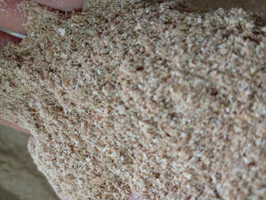 Висівка пшенична