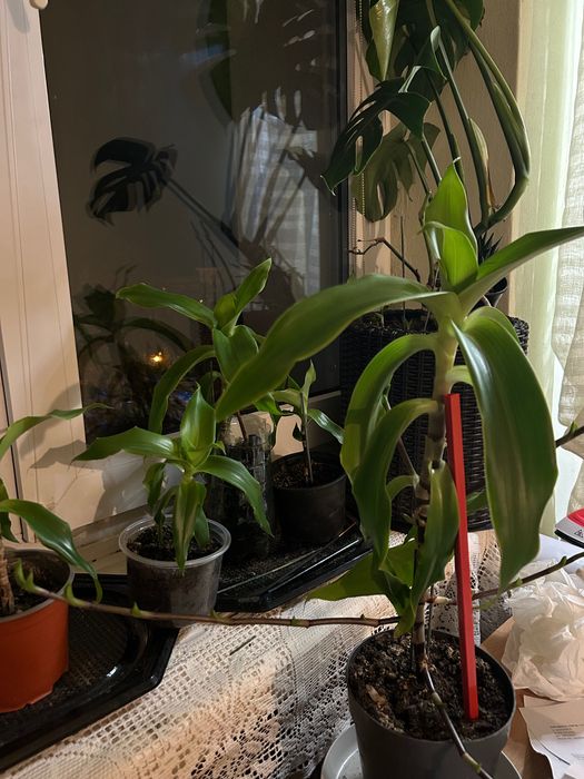 Kalisia fragrans