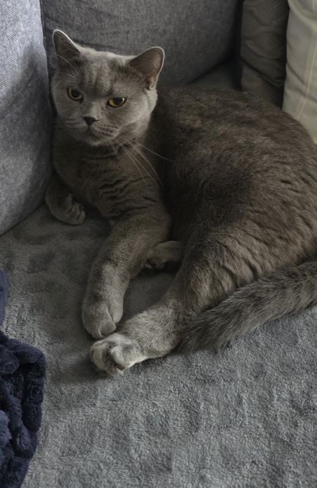 Kotka brytyjska krótkowłosa adopcja