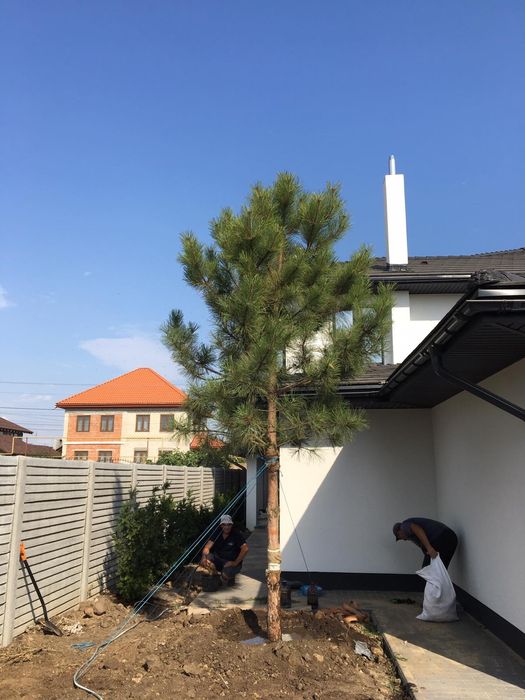 Туя.ель .елка. сосна. кедр