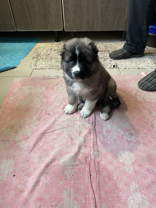 Продам щенка кавказкой овчарки