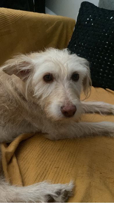 Dog Walking Hotel Familiar para Cães e Gatos Pet Sitting