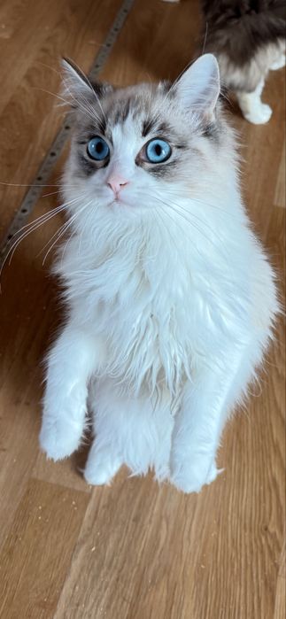 Piękny kotek rasy ragdoll