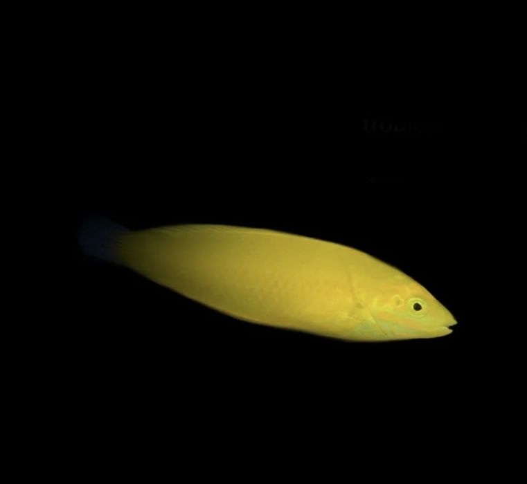 canary wrasse - Halichoeres chrysus