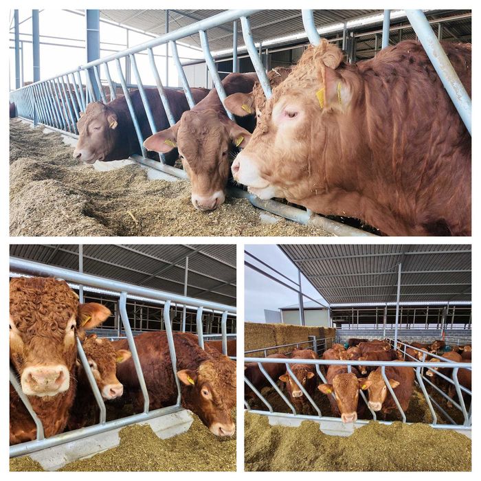 DRABINA SKOSNA dla bydła mocna masywna bydło mięsne