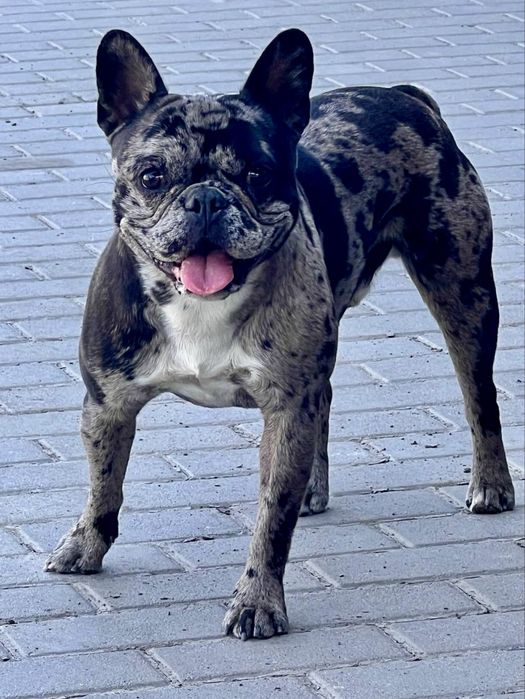 Вʼязка французький бульдог