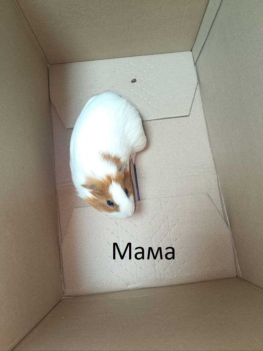 Морские Свинки / Харьков / Новая Бавария