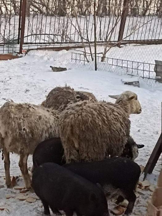 Продам овец девочек