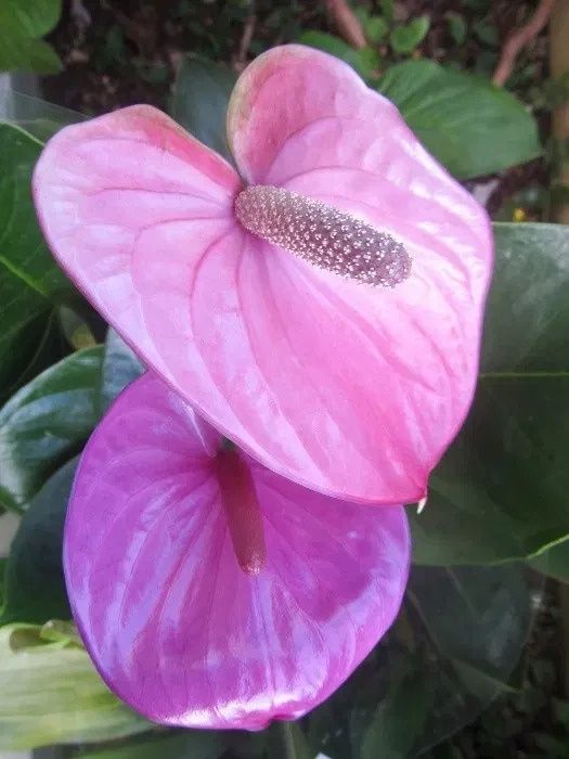 Antúrio branco, chocolate, lilás, rosa e vermelho PLANTA DE INTERIOR