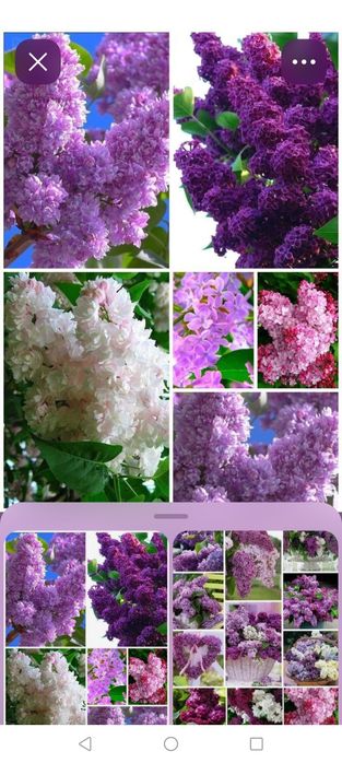 Бузок сирень 10 сортів 2-3 річки в горщиках дешево