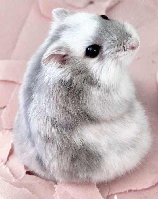 Джунгарские хомячки, хомячата, хомяки, хомяк, карликовые, джунгарики