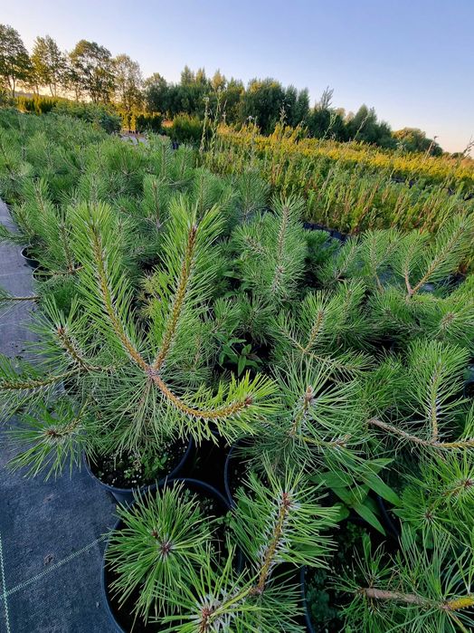 Sosna czarna pinus nigra 3l