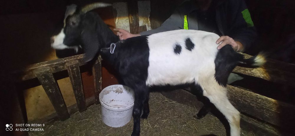 Sprzedam koze anglonubijską