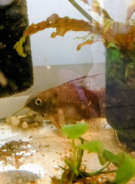 Giętkoząb wielkopłetwy,ryba akw