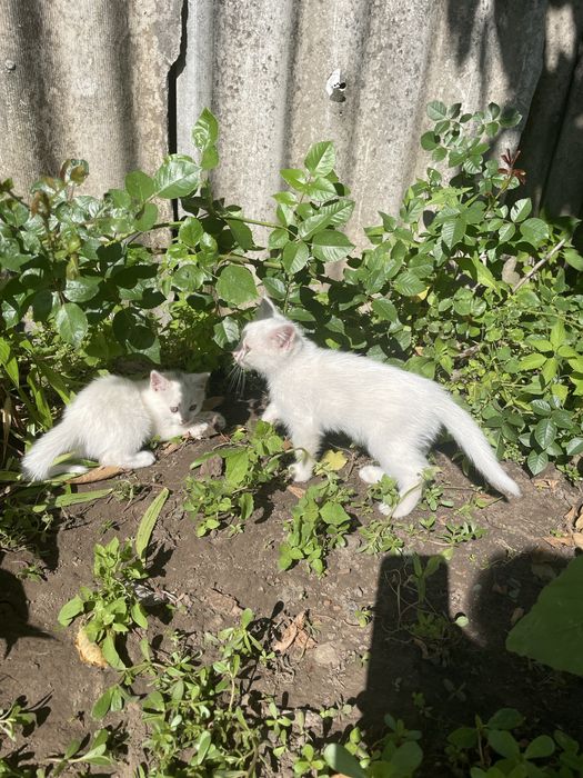 Кошеня в добрі руки