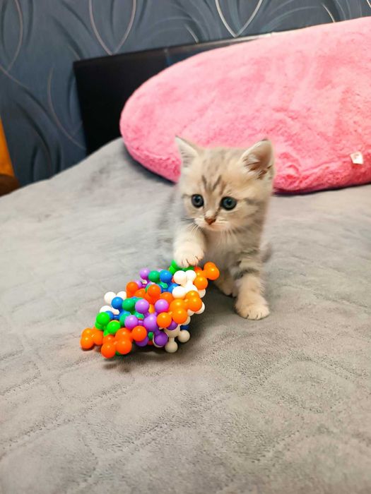 Киця срібна шиншила.