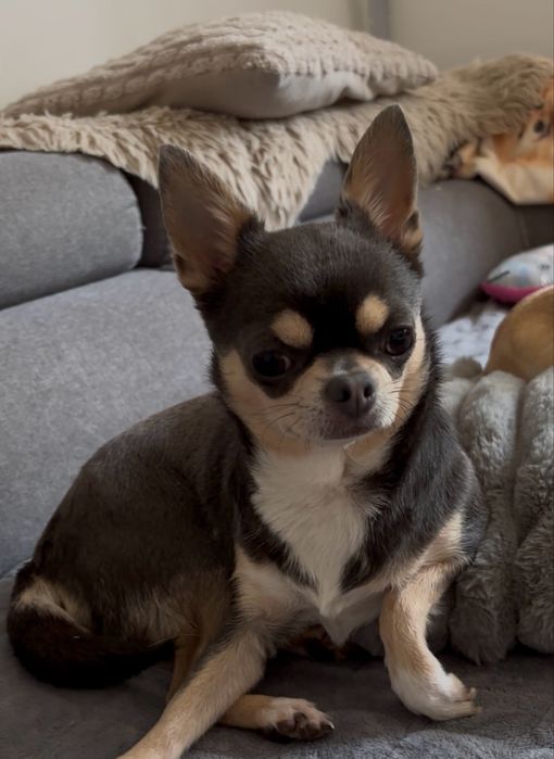 Suczka chihuahua niebieska podpalana