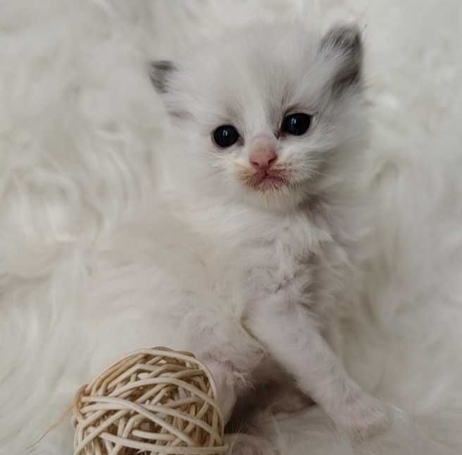 Ragdoll  kocurek z rodowodem WCF