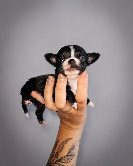 Chihuahua piesek xs