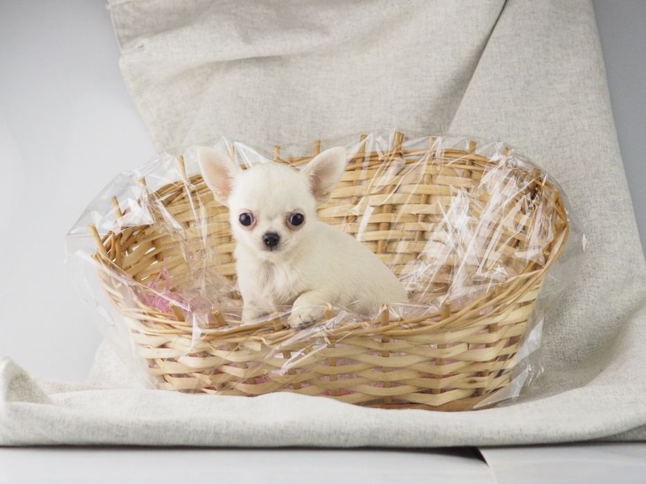 Chihuahua mini długowłosy , gładki