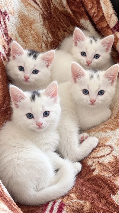 Кошенята продаються