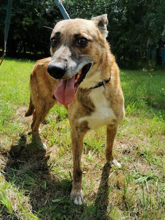 Muscari czeka na dom...