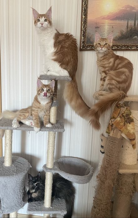 Мейнкуны девочки и мальчики крупные с документами. Разные пометы.