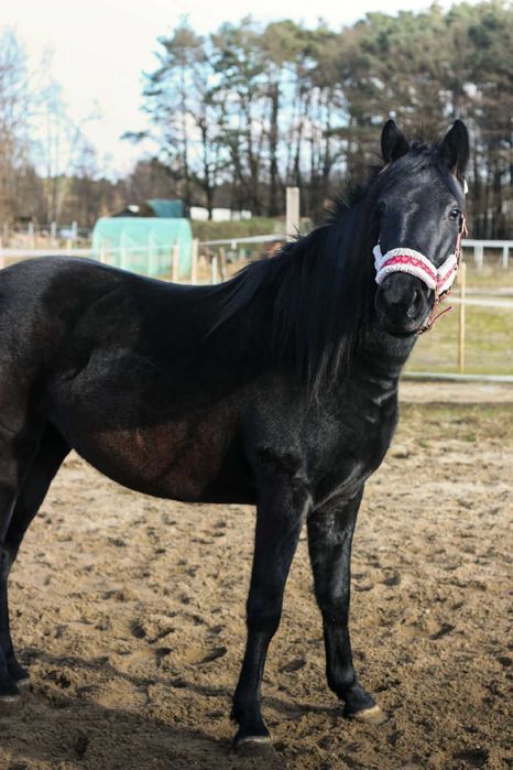 Piękna lata klacz 3 lata