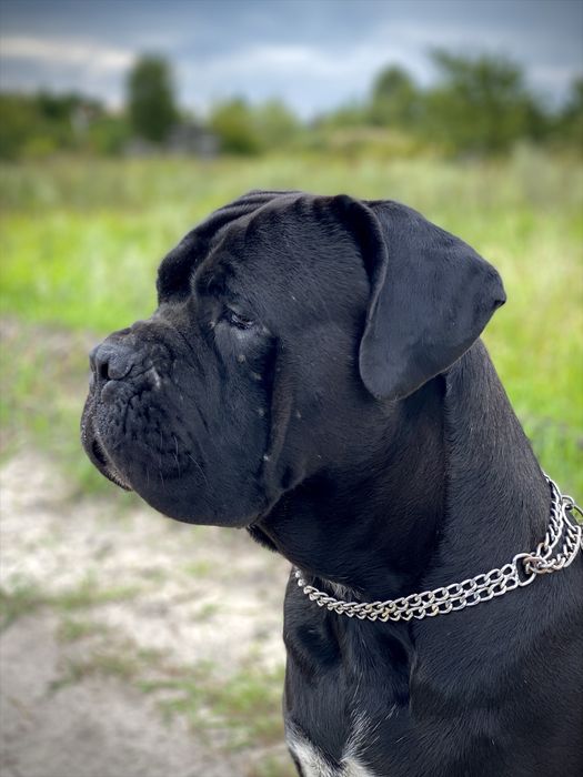 Кане Корсо вязка