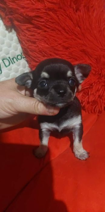 Suczka chihuahua-czarna podpalana laleczka
