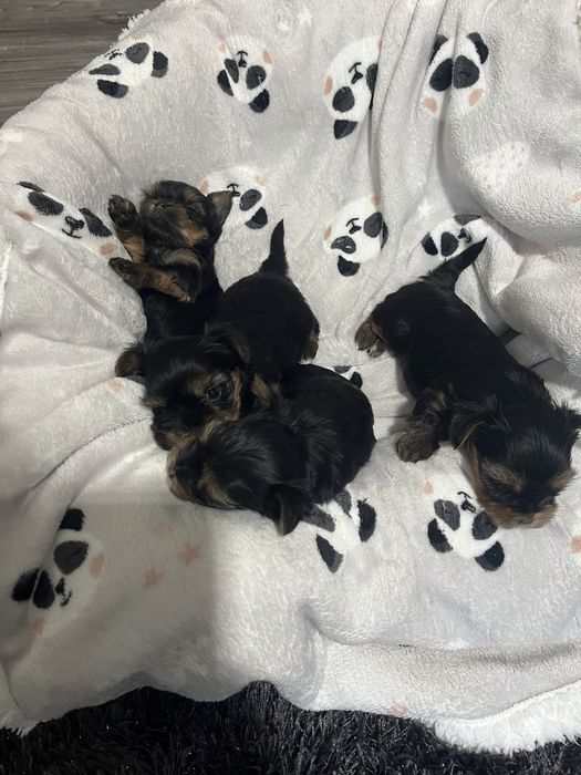 Yorkshire terrier