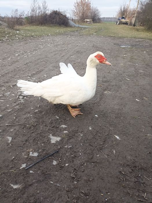 Продам індокачора шипуни