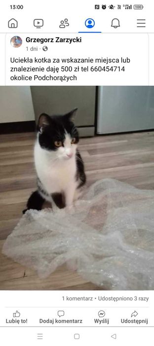 Zginęła kotka w Legnicy w okolicach Podchorążych