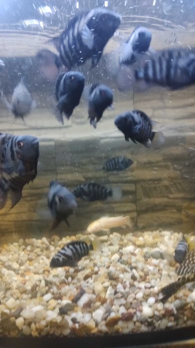 Sprzedam rybki akwariowe pielegnice