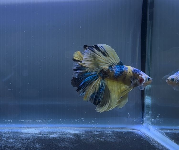 Macho Betta Yellow Koi Rosetail