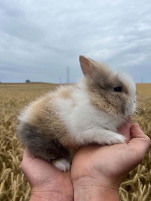 Króliczki miniaturki