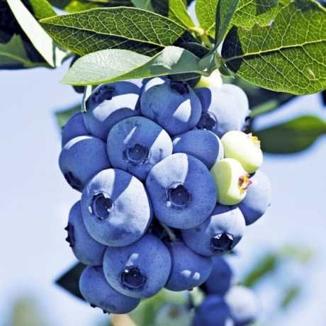 Голубика! 2-3 ЛЕТНИЕ САЖЕНЦЫ! Множество сортов! Дюк, Чендлер, Торо