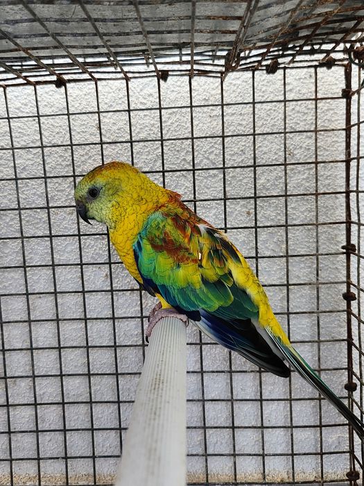 Red rumped macho
