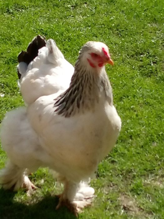 Іінкубаційне яйце елітної породи курей брама