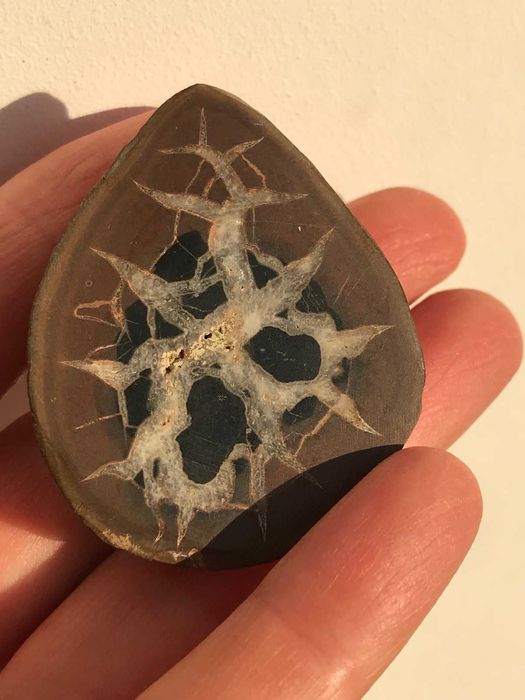 Скам"янілості ортоцерасс,амоніт,септарія,брахіопода,трилобіт