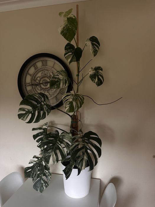 Monstera albo variegata XXL
