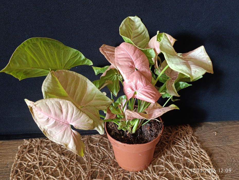 сингоніум.  Pink