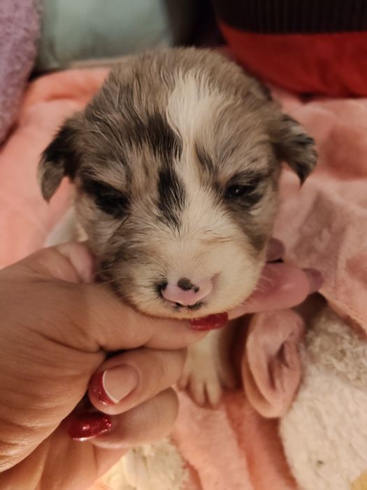 Border collie dziewczynka Blue -merle nr2/badania genetyczne/stawy/RTG