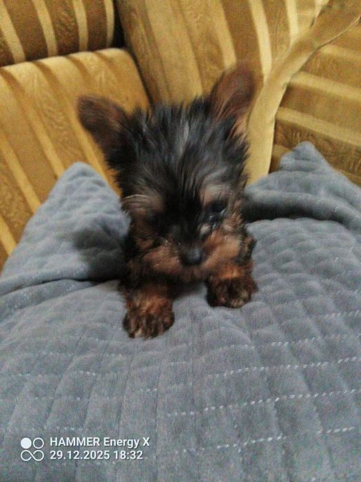 Yorkshire terrier