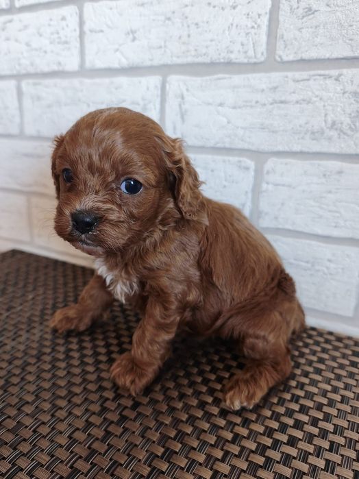 Śliczna sunia Cavapoo F1